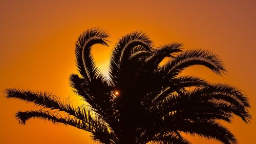 palm tree sunset sunlight