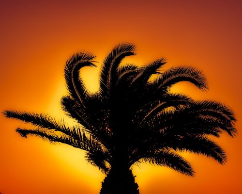palm tree sunset sunlight