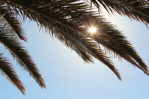 palm tree sunlight tropical