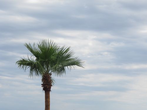 palm tree clouds sky