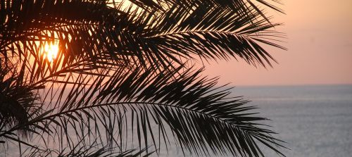 palm tree ocean tree