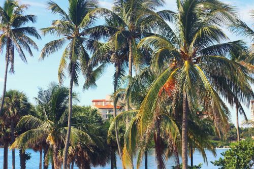 palm tree resort miami
