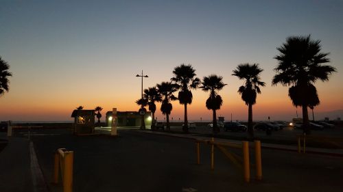 palm tree sunset beach