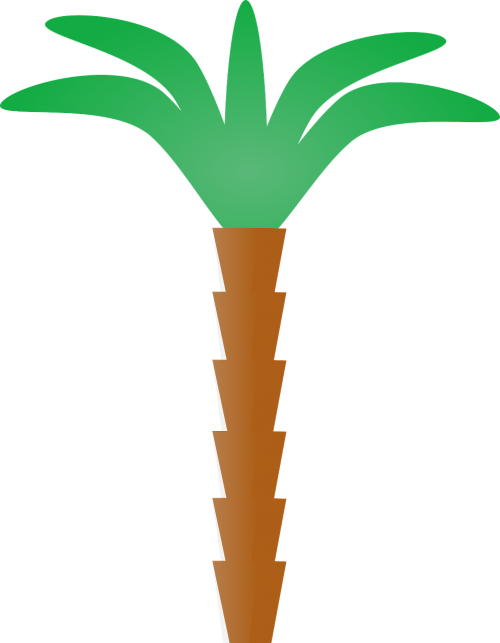 palm tree tropical summer