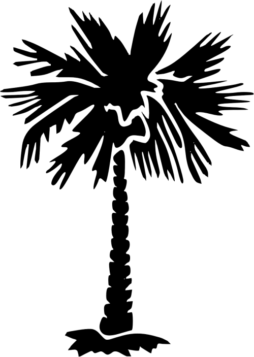 palm tree silhouette palm