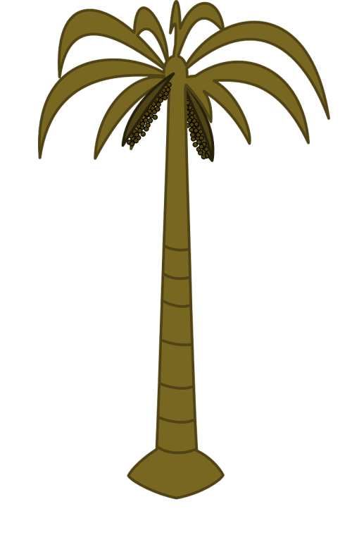 palm tree palm tropical
