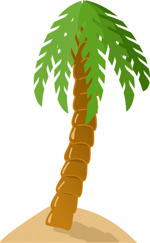 palm tree exotic tropical