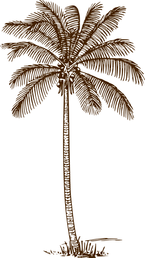 palm tree coconut palm palm