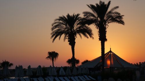 palm tree amazing sunset