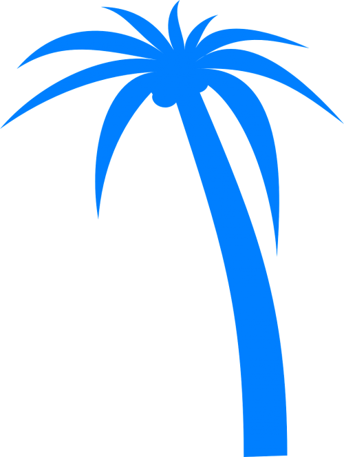 palm tree palm tropical