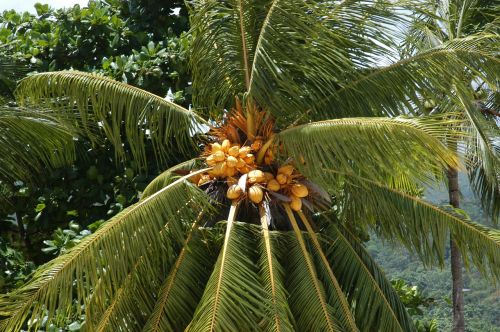palm tree tropical tree