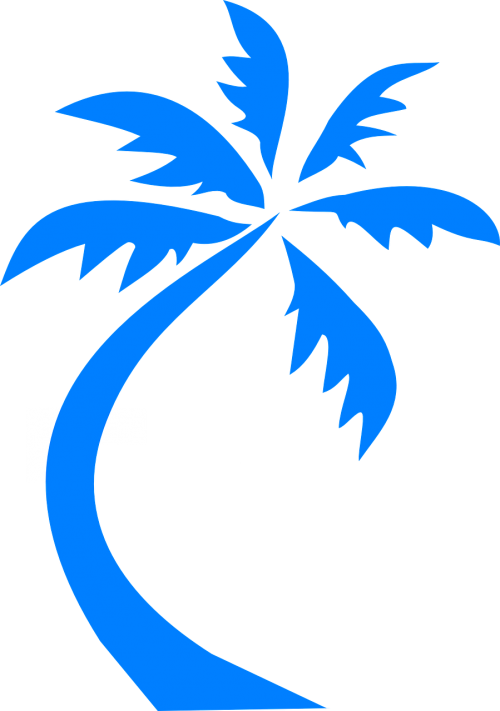 palm tree palm blue