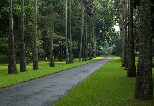 palm tree  road  nature