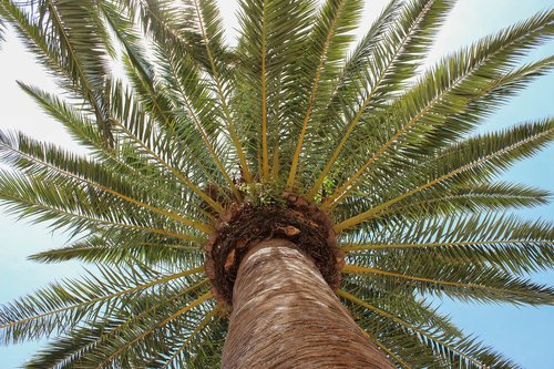 palm tree  blue sky  blue