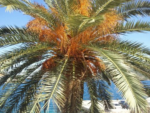 palm tree beach holiday