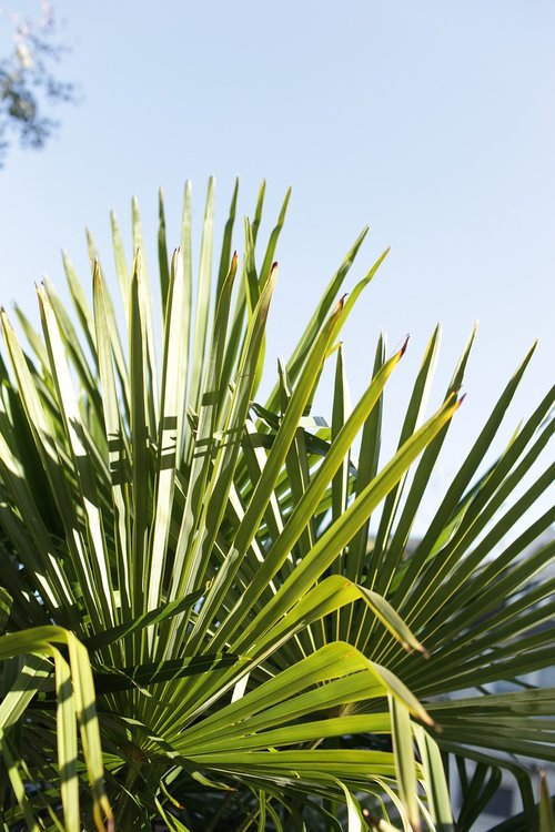 palm tree  palm leaf  tropical