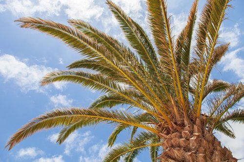 palm tree  holiday  air