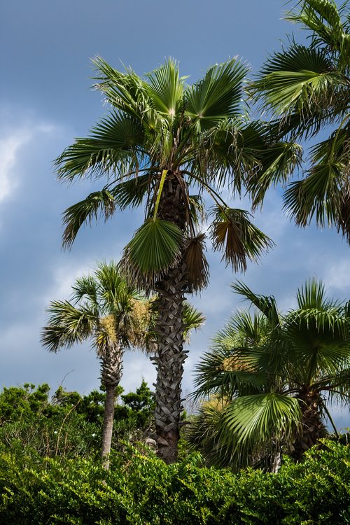palm tree  beach  tropical
