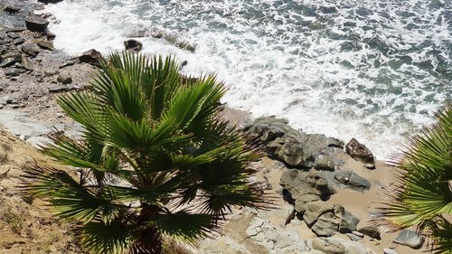 palm tree  rocks  pacific