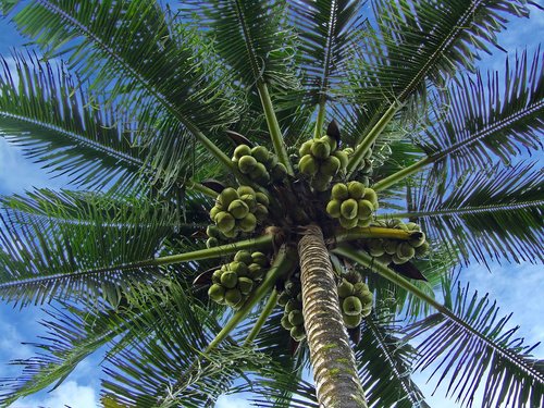 palm tree  coconuts  coconut