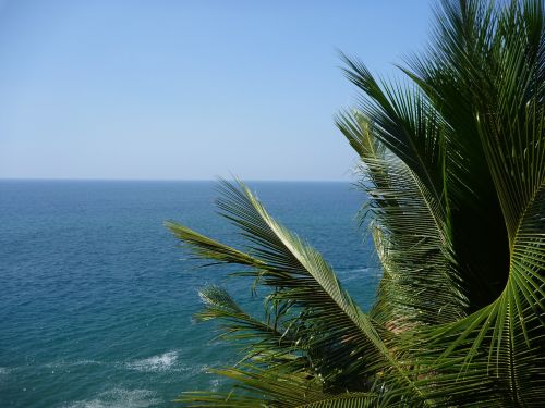 palm tree palm leaves blue