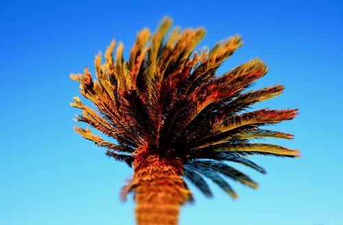 palm tree  sky  blue