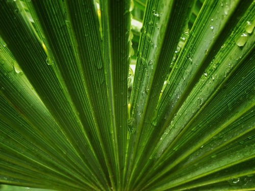palm tree  leaf  symmetry