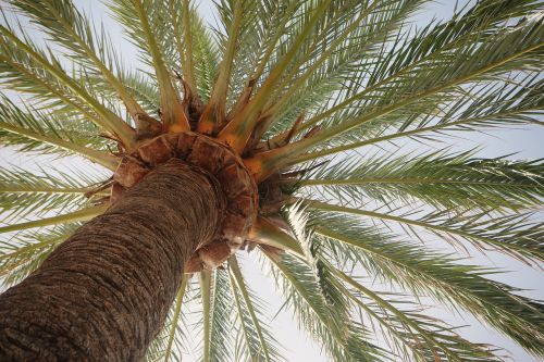 palm tree palm leaves tropical