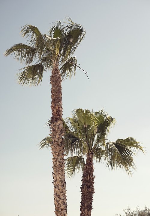 palm tree  blue sky  tropical