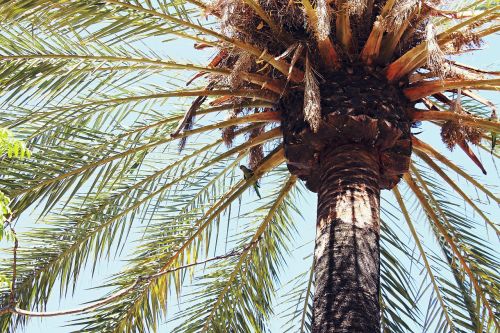 palm tree palm leaves tropical