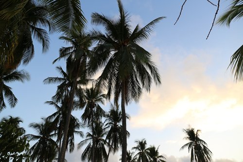 palm tree  beach  island