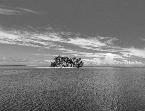 palm tree the sea island