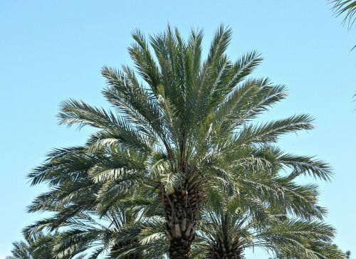 palm tree palms sky