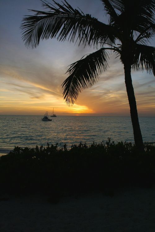 palm tree tropic bahamas