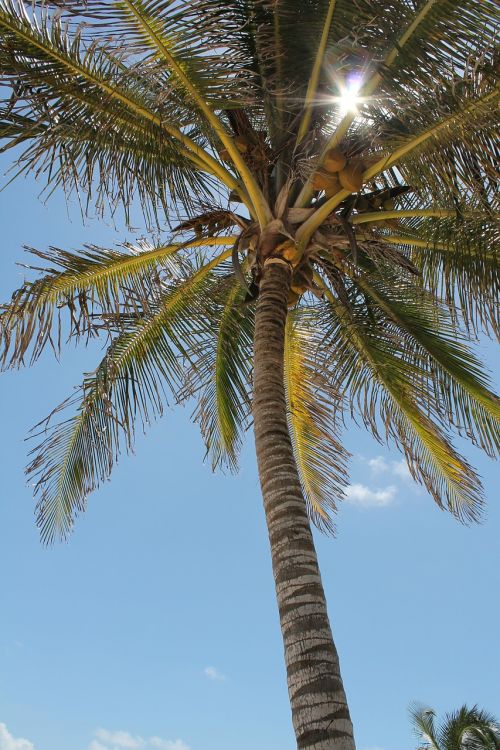 palm tree sun sky