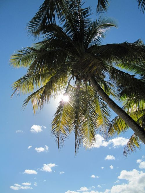 palm tree palm plant