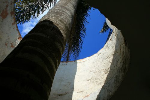 palm tree tree tall