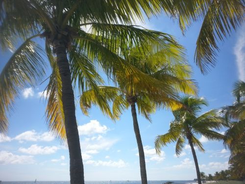 palm tree tropical key west