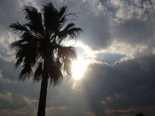 palm tree city sun