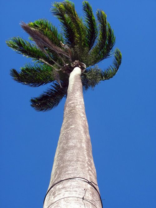 palm tree high height