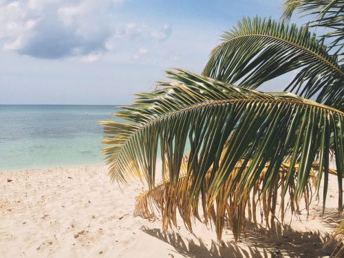 palm tree beach ocean