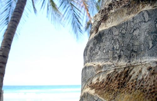 palm tree caribbean nature