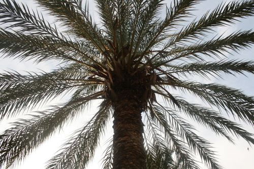 palm tree san felipe crevillent