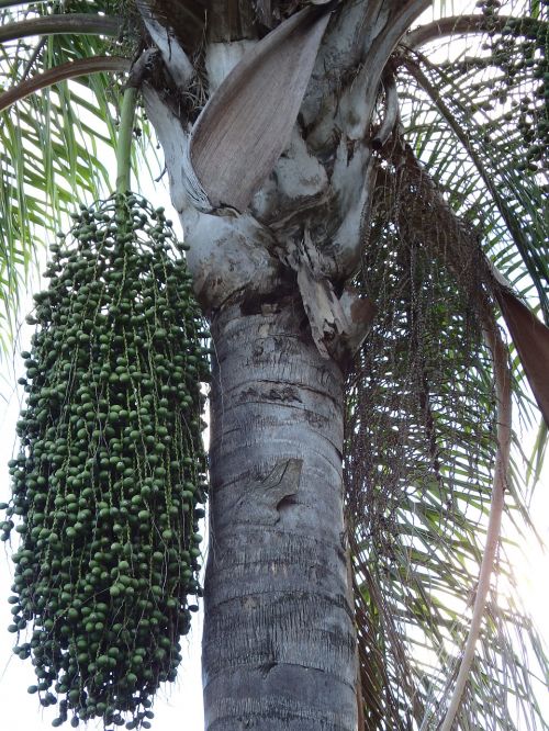 palm tree seeds bunch