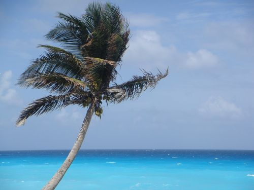 palm tree mexico vacation