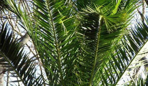palm tree plant nature