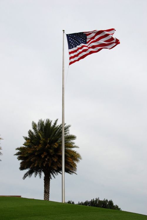 palm tree american flag flag