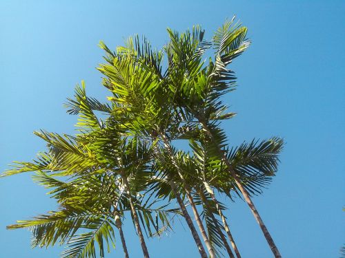 palm tree tropical blue sky