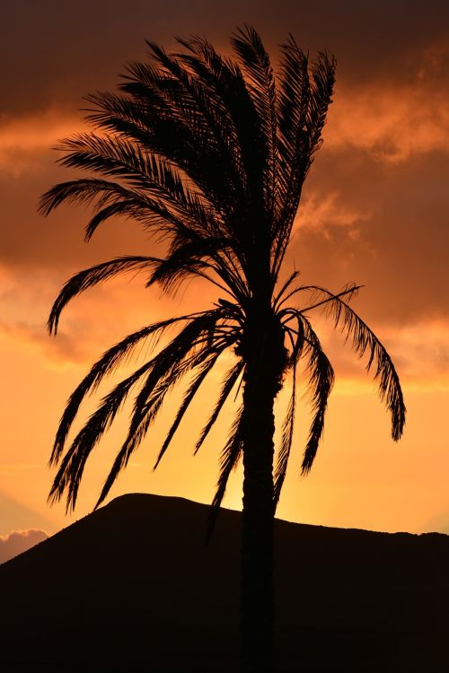 palm tree nature sunset