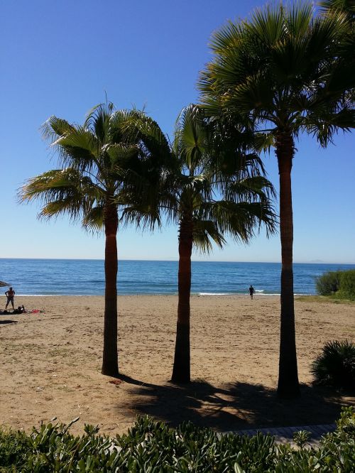 palm tree beach tropical